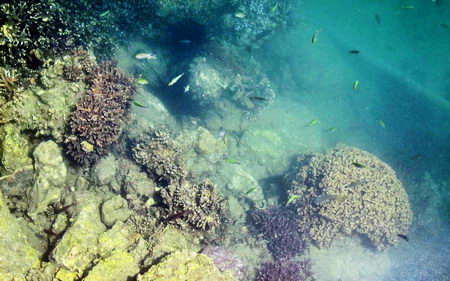 super resistant corals next to municipal steet drain discharge in noumea